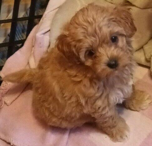 Sprzedam pieska(suczkę) rasy maltipoo-metryka, czip, zaszczep