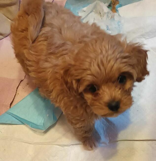 Sprzedam pieska(suczkę) rasy maltipoo-metryka, czip, zaszczep
