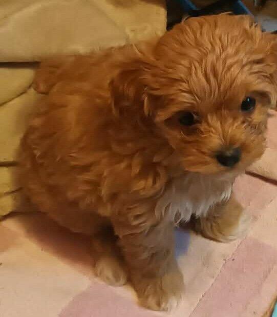 Sprzedam pieska(suczkę) rasy maltipoo-metryka, czip, zaszczep
