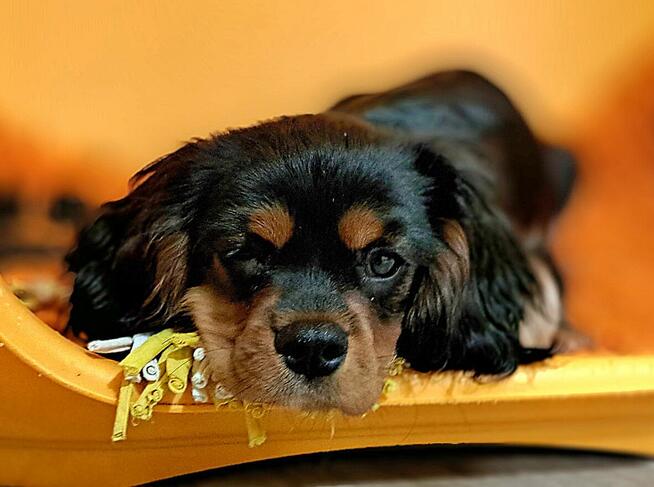 Chlopczyk Cavalier King Charles Spaniel fci