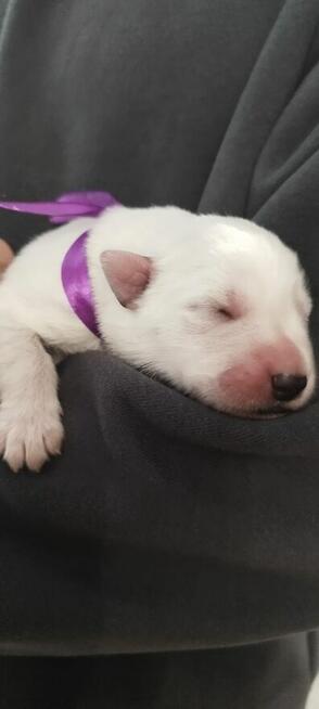 Szczeniaki Owczarka Szwajcarskiego