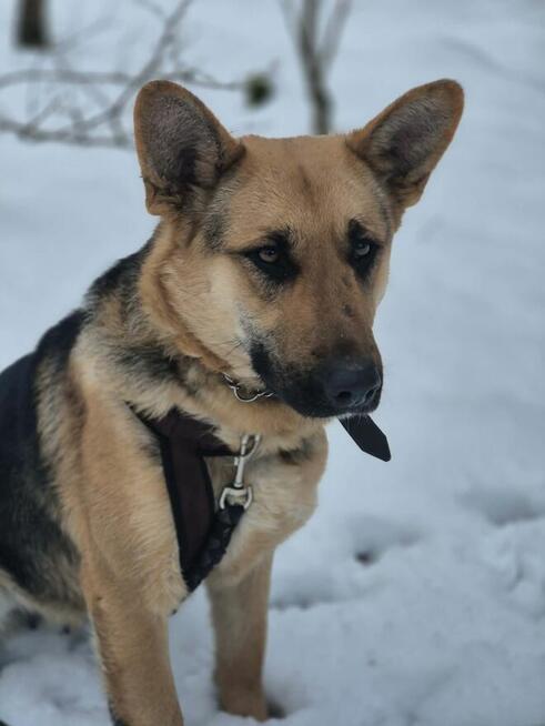 Mona - młoda, wesoła suczka owczarek mix