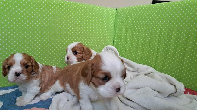 Chlopcy Cavalier King Charles Spaniel ZKwP fci