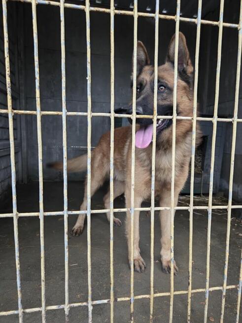 Owczarek niemiecki Liban -schronisko Zgierz-aktualne