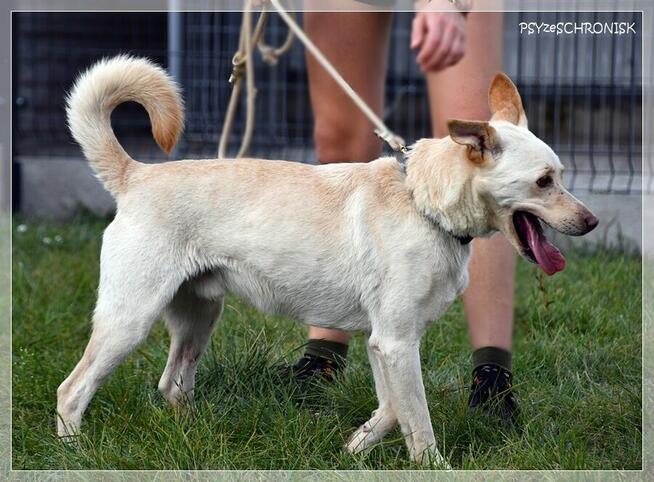 Banti – rozkwita w ludzkich ramionach