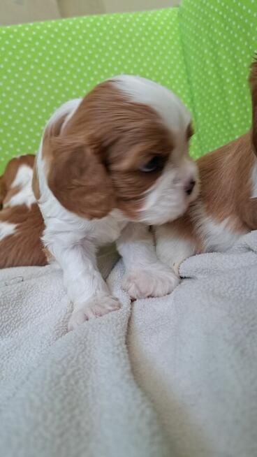 Chlopcy Cavalier King Charles Spaniel ZKwP fci