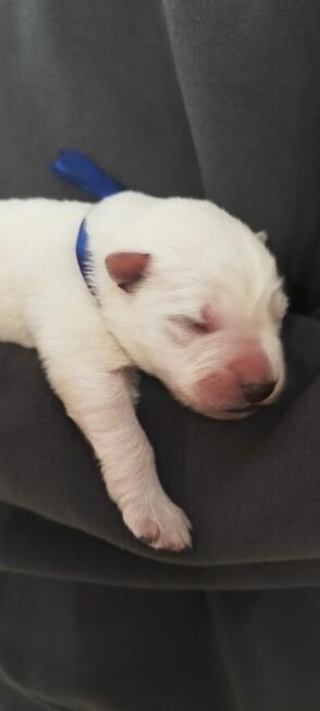 Szczeniaki Owczarka Szwajcarskiego