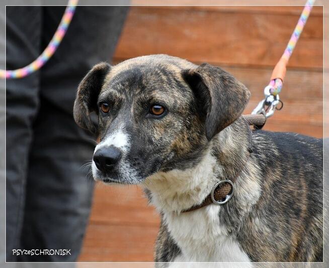 Spinka – proludzka, delikatna sunia na mroźnym końcu świata