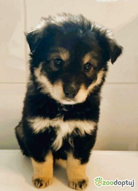 BALTAZAR - cudowny szczeniaczek szuka super domu