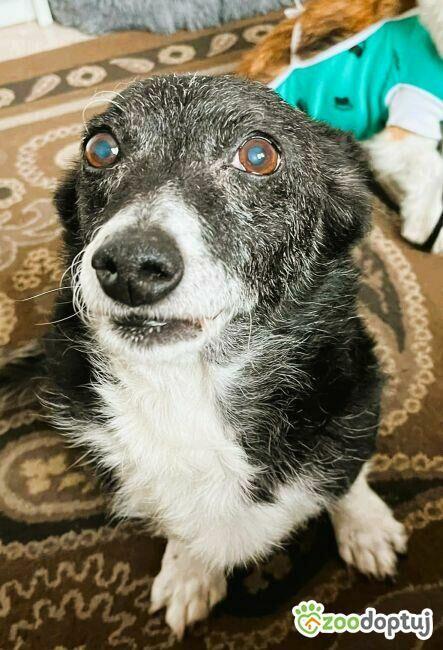 KULKA - kochana, mała sunia szuka pilnie domu