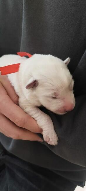 Szczeniaki Owczarka Szwajcarskiego