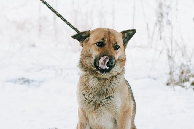 Doris - niekonfliktowa, wesoła sunia szuka domu!