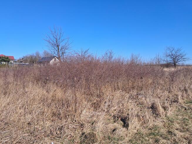 Usługi Ogrodnicze Wycinka Drzew Usuwanie Korzeni Żywopłoty