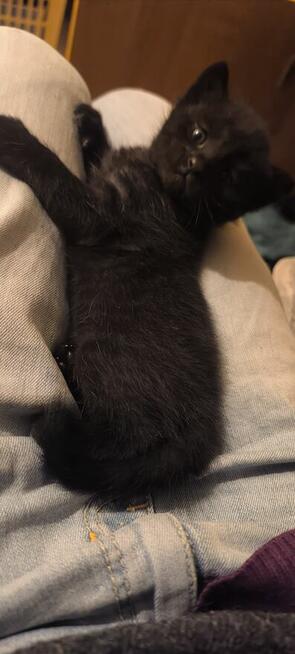 Kocięta brytyjskie szaro-ciemne mieszanka