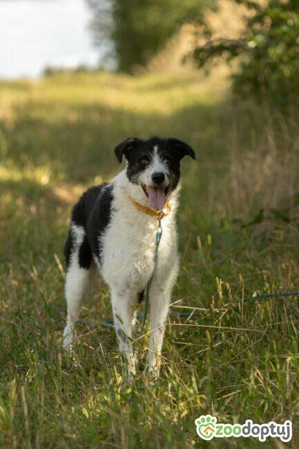 DONALD - piękny psiak w typie wyżła/wilczarza szuka domu