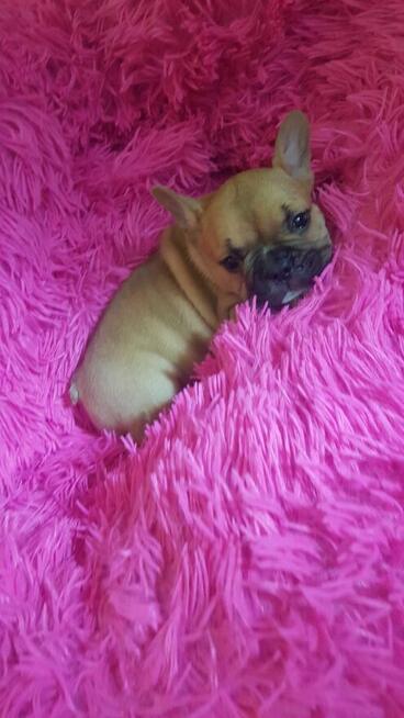 PIESEKI buldog francuski