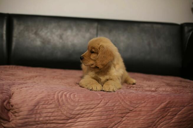 GOLDEN RETRIEVER-typ amerykański, ZKwP/FCI, złote