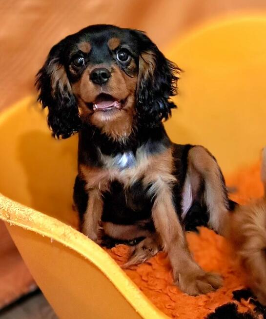 Chlopczyk Cavalier King Charles Spaniel fci