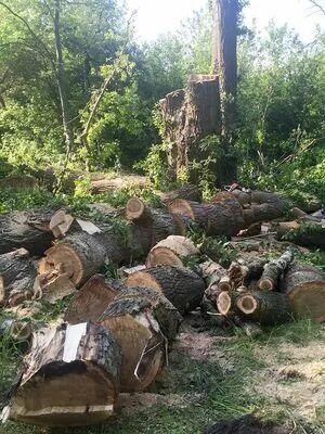 Wycinka drzew, karczowanie