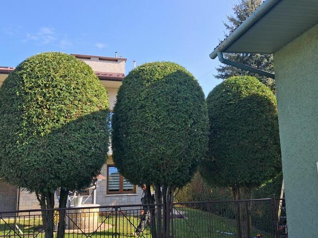 Usługi Ogrodnicze Wycinka Drzew Usuwanie Korzeni Żywopłoty