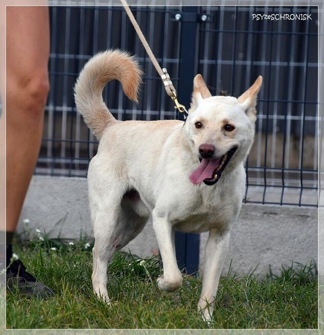 Banti – rozkwita w ludzkich ramionach