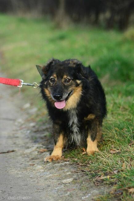 Słodki - nieduży, delikatny psiak szuka domu!