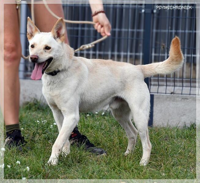 Banti – rozkwita w ludzkich ramionach