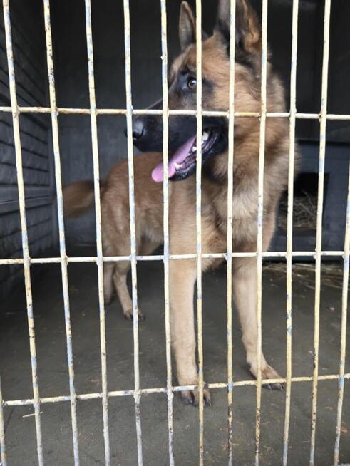 Owczarek niemiecki Liban -schronisko Zgierz-aktualne