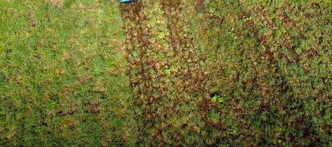 Wertykulator, areator, brona sprężynowa W1.6