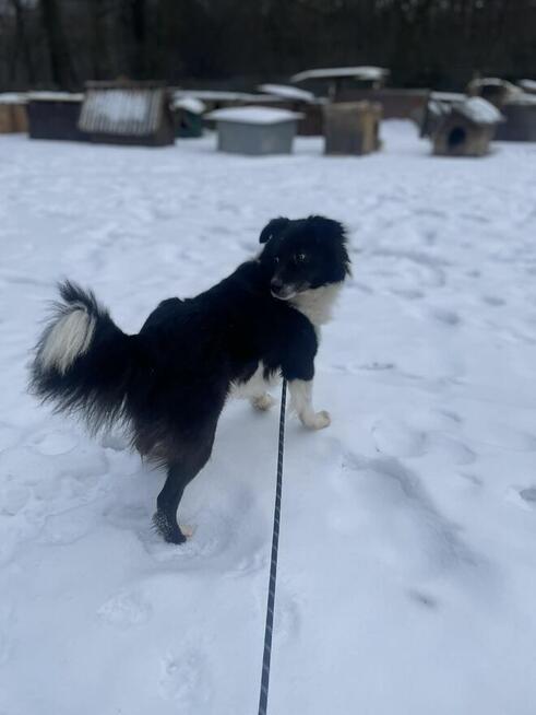 Border Colie mix szuka domu-schronisko Zgierz-aktuale