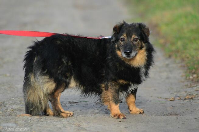 Słodki - nieduży, delikatny psiak szuka domu!