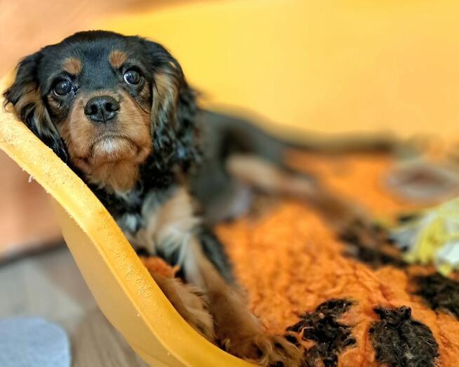 Chlopczyk Cavalier King Charles Spaniel fci