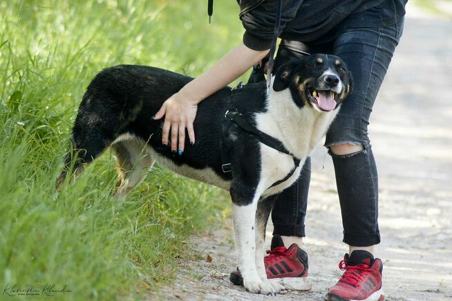 Cola - fantastyczna suczka szuka domu!
