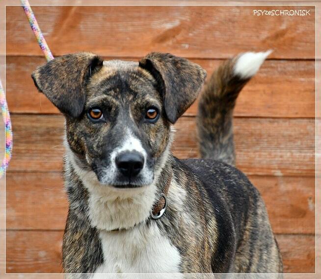 Spinka – proludzka, delikatna sunia na mroźnym końcu świata