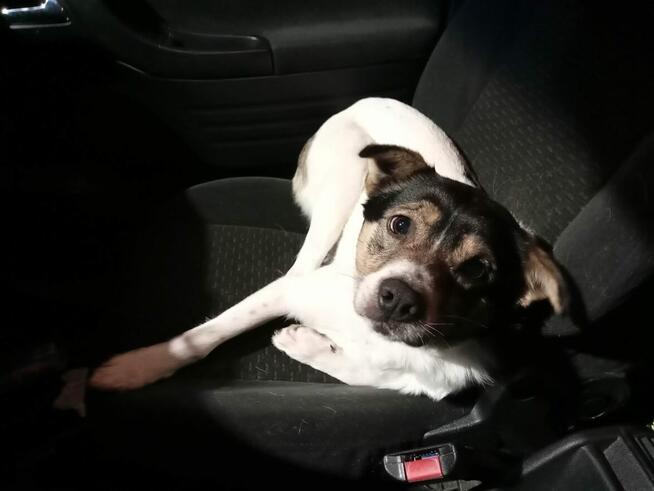 Znaleziony pies - Mołodycz, Stare Oleszyce