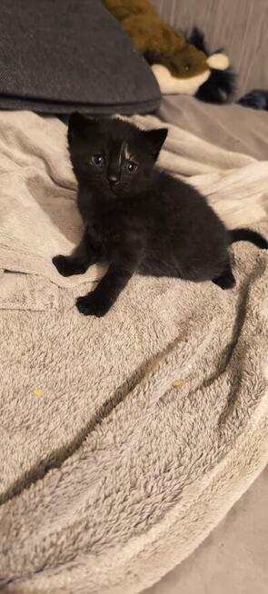 Kocięta brytyjskie szaro-ciemne mieszanka