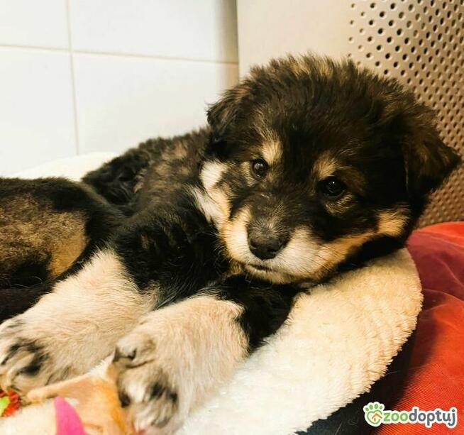 BALTAZAR - cudowny szczeniaczek szuka super domu