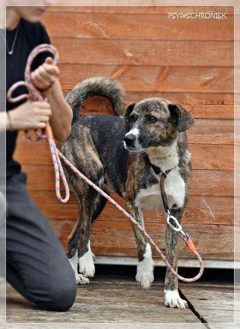 Spinka – proludzka, delikatna sunia na mroźnym końcu świata