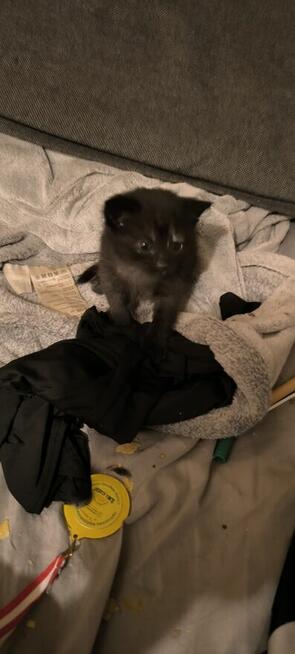 Kocięta brytyjskie szaro-ciemne mieszanka