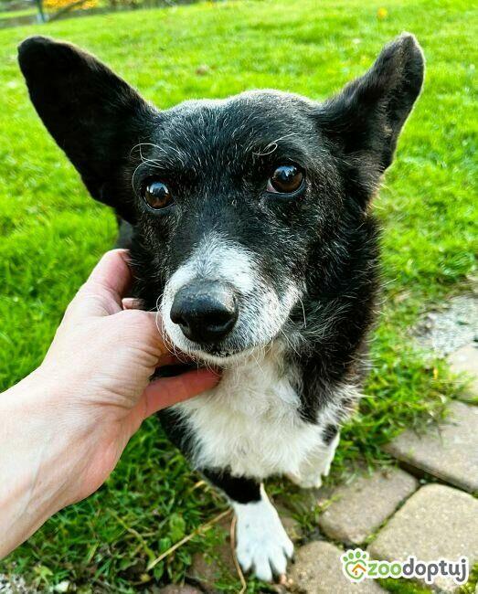 KULKA - kochana, mała sunia szuka pilnie domu