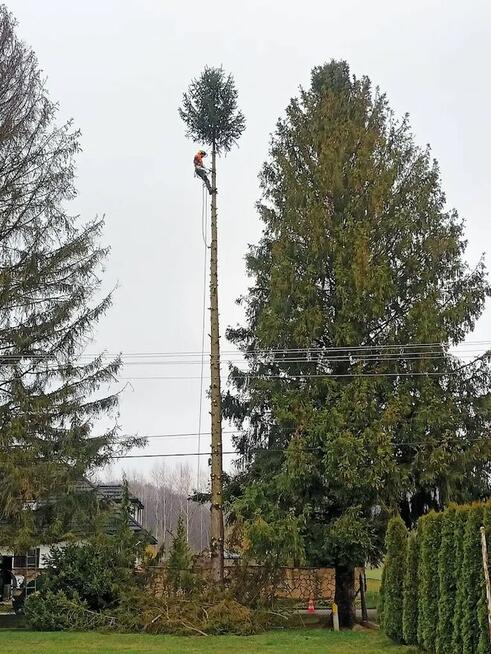 Usługi Ogrodnicze Wycinka Drzew Usuwanie Korzeni Żywopłoty