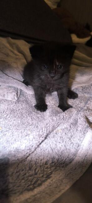 Kocięta brytyjskie szaro-ciemne mieszanka