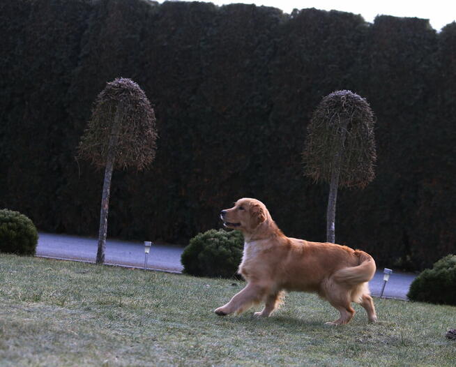 GOLDEN RETRIEVER-typ amerykański, ZKwP/FCI, złote