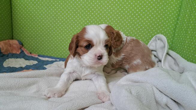 Chlopcy Cavalier King Charles Spaniel ZKwP fci