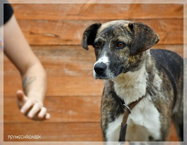 Spinka – proludzka, delikatna sunia na mroźnym końcu świata