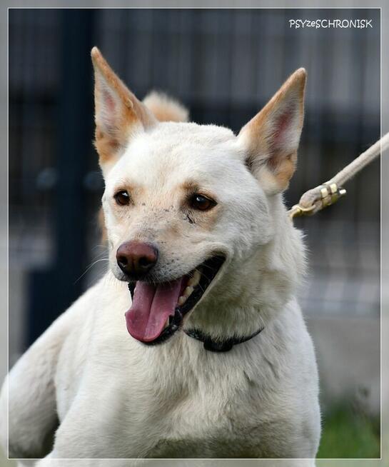 Banti – rozkwita w ludzkich ramionach