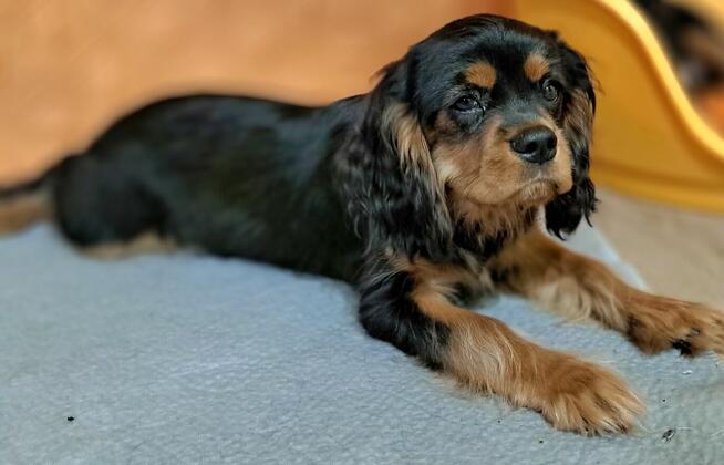 Chlopczyk Cavalier King Charles Spaniel fci