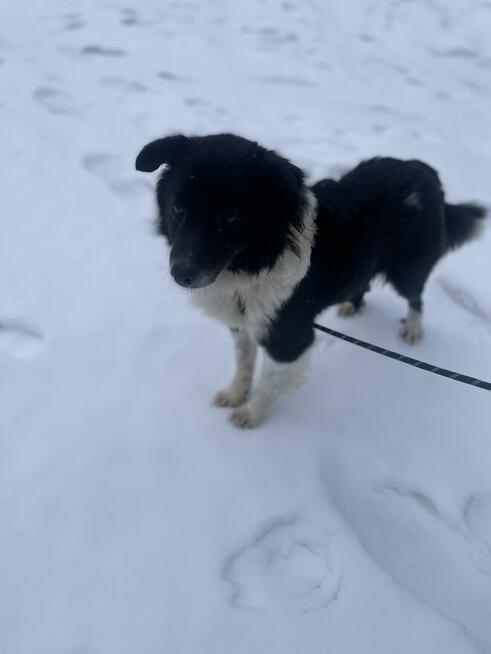 Border Colie mix szuka domu-schronisko Zgierz-aktuale