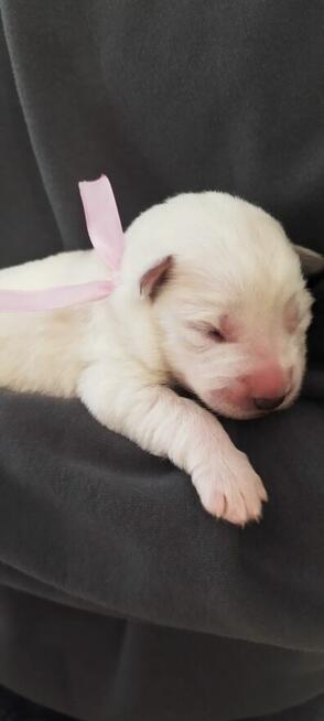 Szczeniaki Owczarka Szwajcarskiego