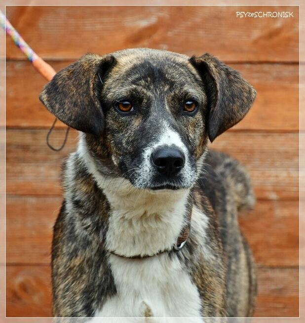 Spinka – proludzka, delikatna sunia na mroźnym końcu świata